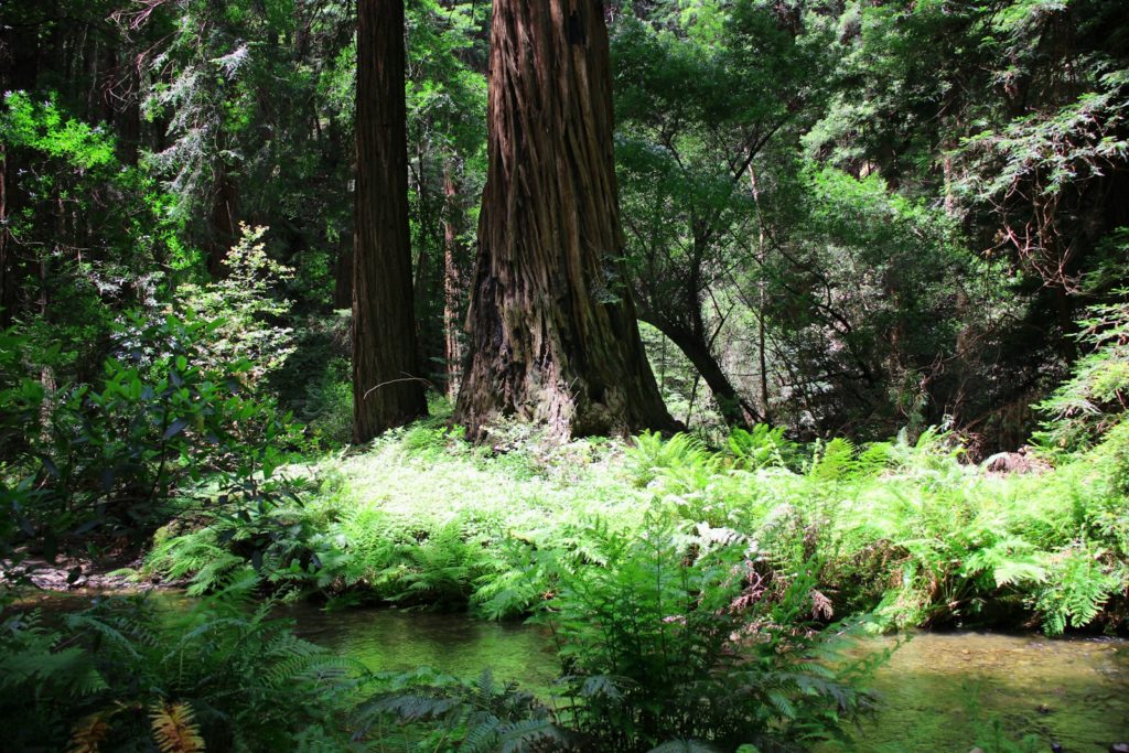 Muir Woods